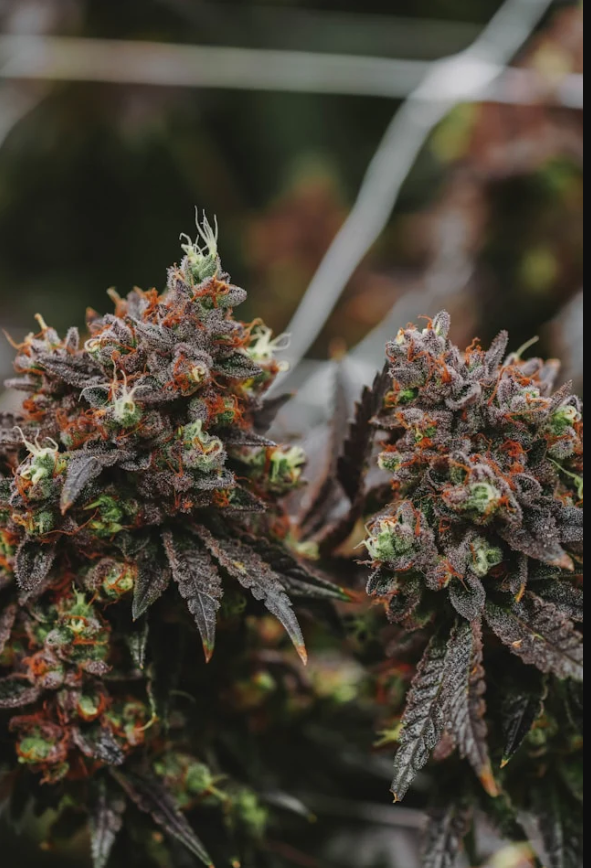 Cannabis-Sorten erklärt: Indica, Sativa, Hybrid